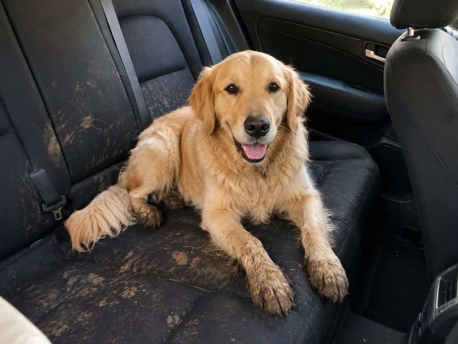 Muddy paws